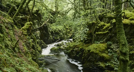 Drooping conifer branch