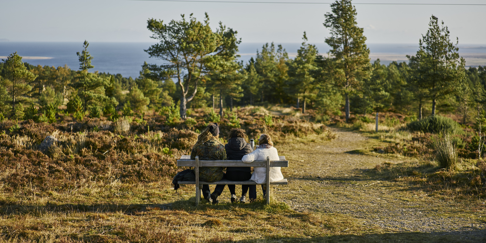 Drooping conifer branch