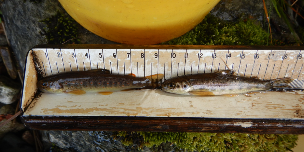 Two fish in a measuring device.