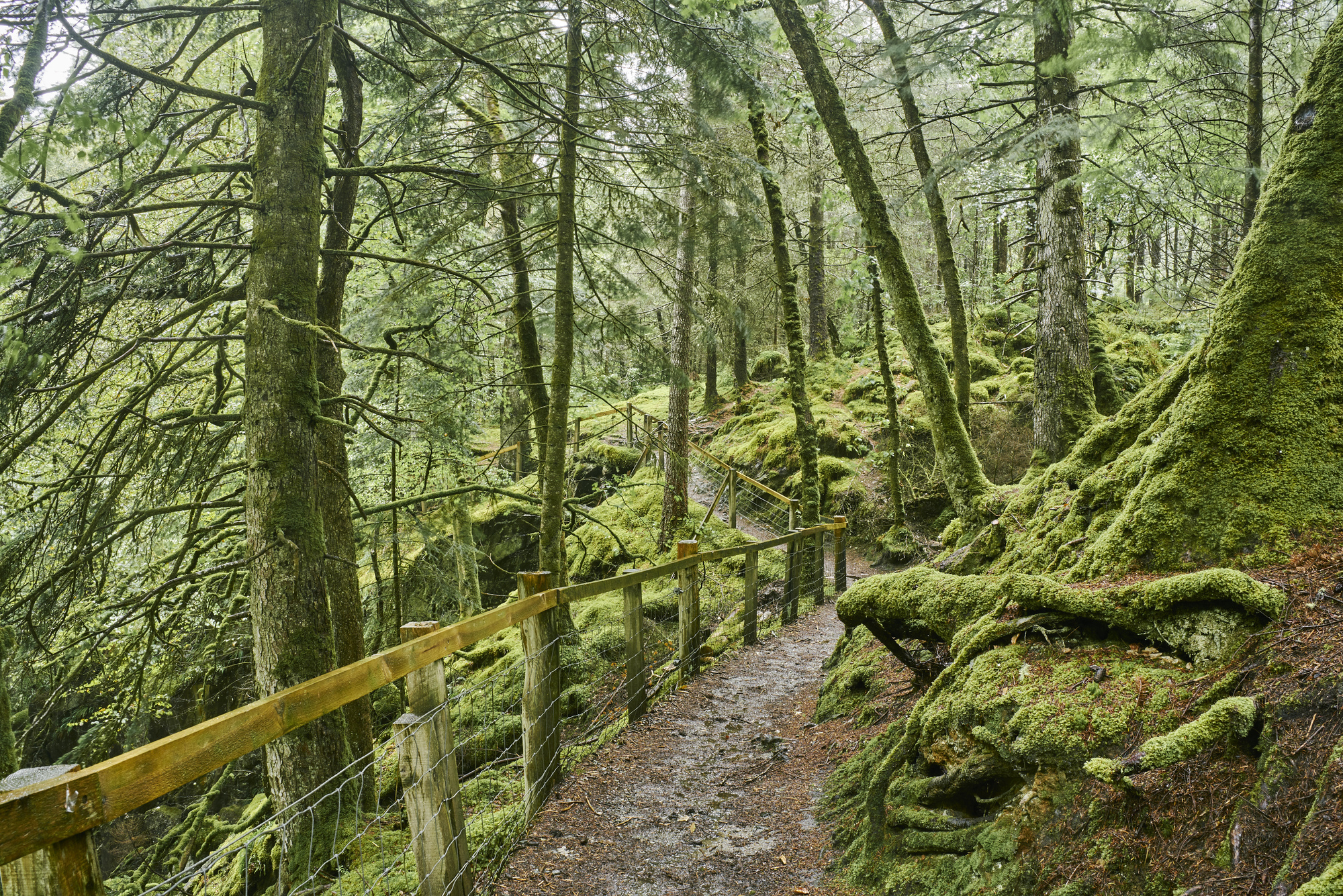 Woodland trail amongst moss covered trees, Sutherland's Grove, Barcaldine
