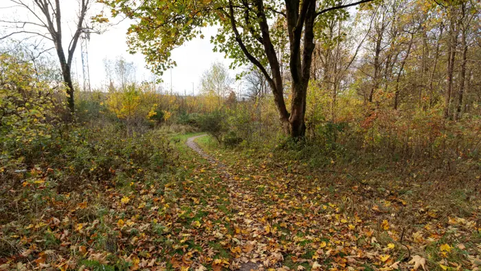 Path through the forest in autumn