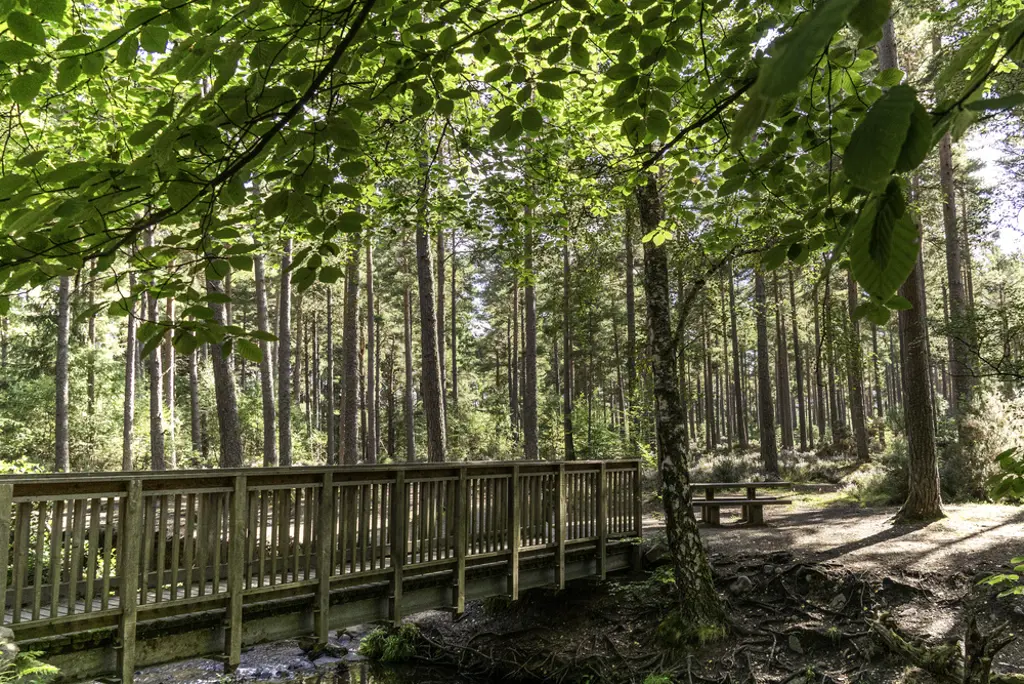 A wooden bridge leading towards a picnic table in a mixed forest.