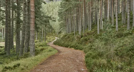Drooping conifer branch