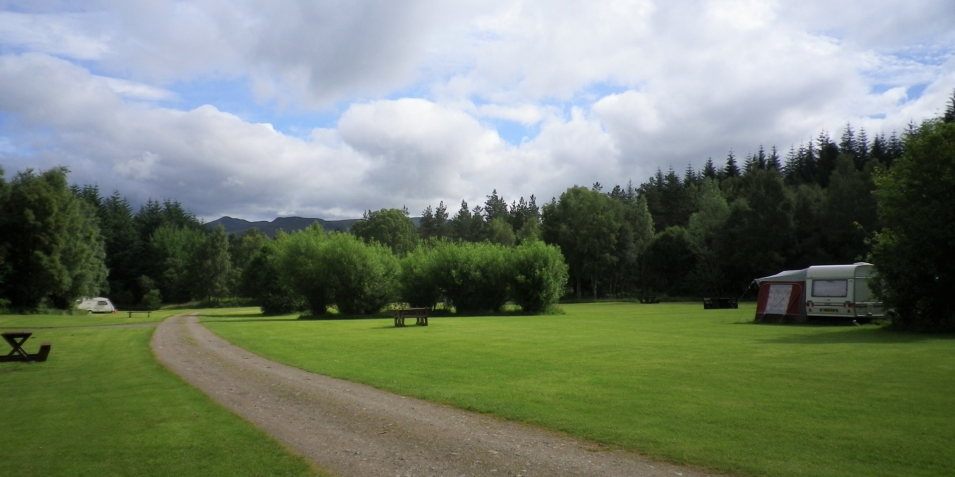 Drooping conifer branch