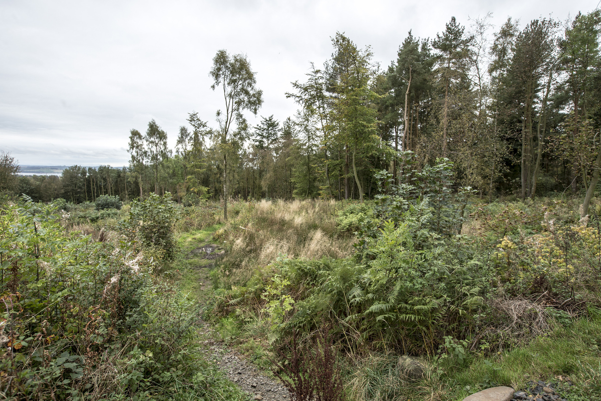 Drooping conifer branch