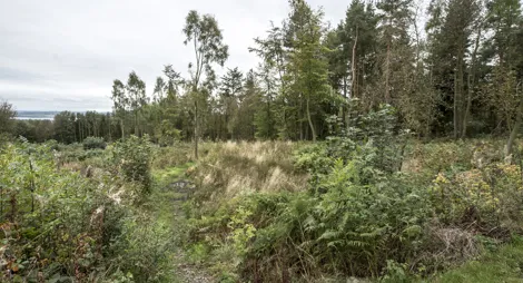 Drooping conifer branch