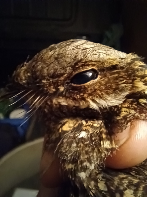 Small bird with whiskers