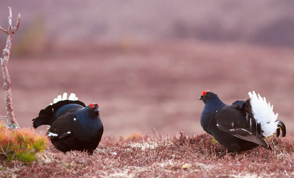 Two black grouse lekking.