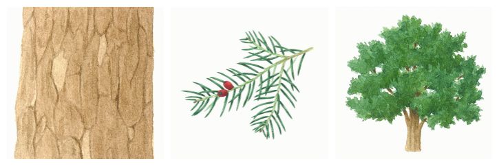 botanical drawings of yew