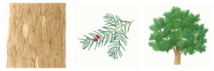 botanical drawings of yew