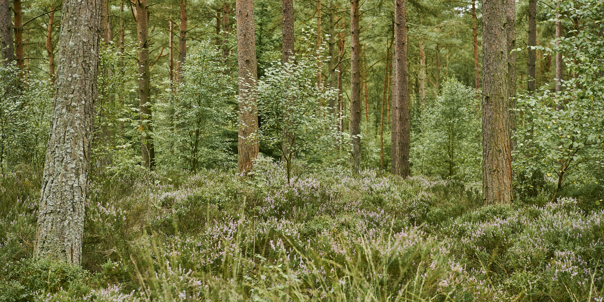Heather and moss covered forest
