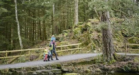 Drooping conifer branch