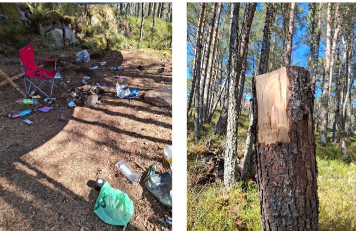Photos of a chopped tree, garbage at a campsite in the forest
