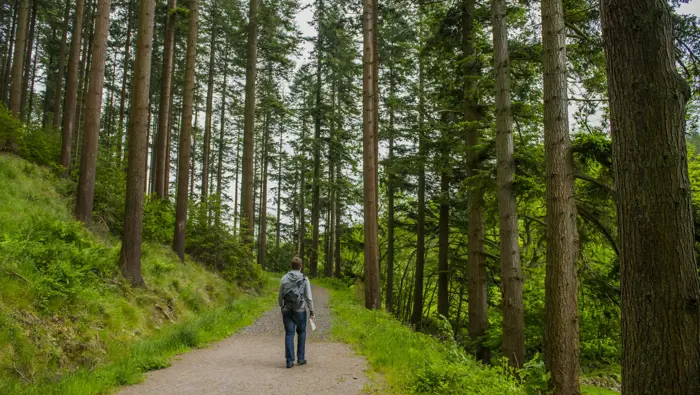 Person walking along a forest path.