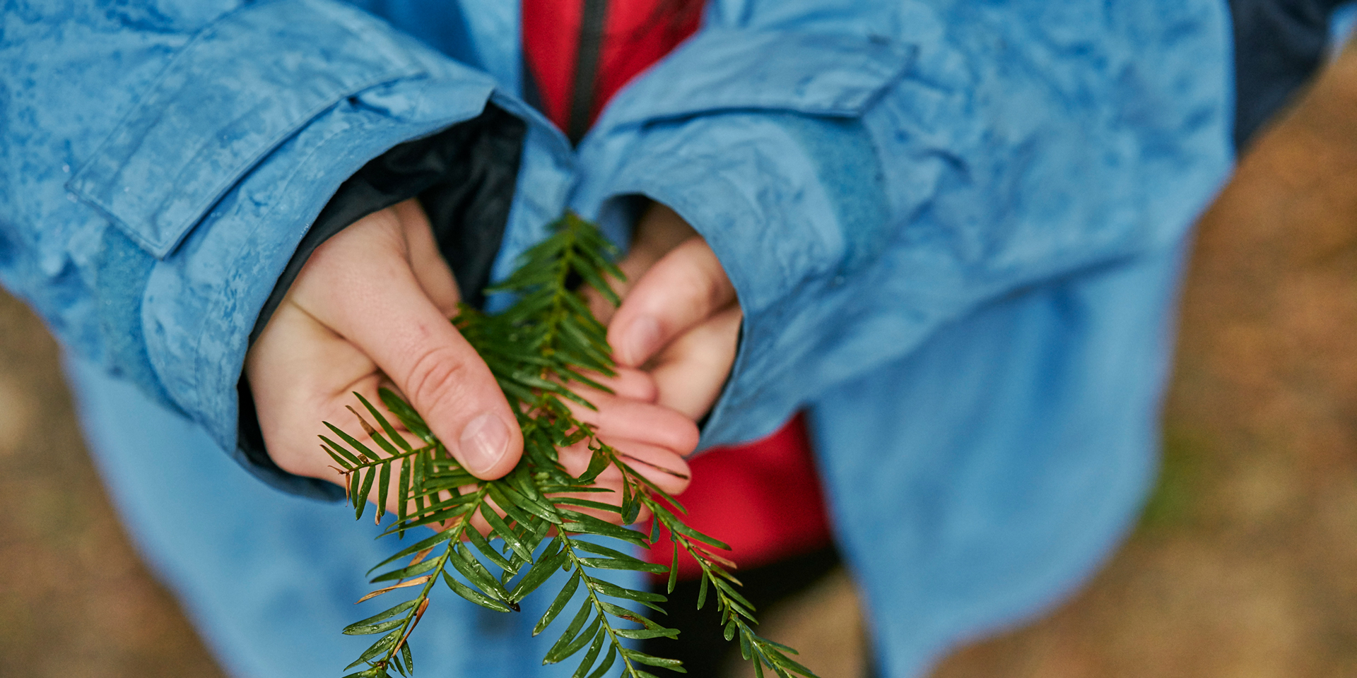 Drooping conifer branch