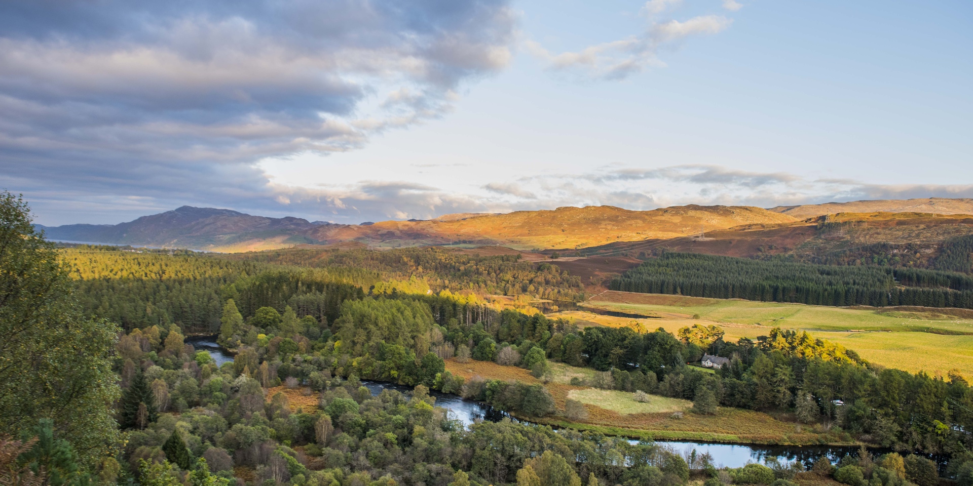 Drooping conifer branch