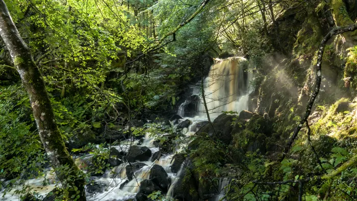  A waterfall surrounded by lush green woodland.