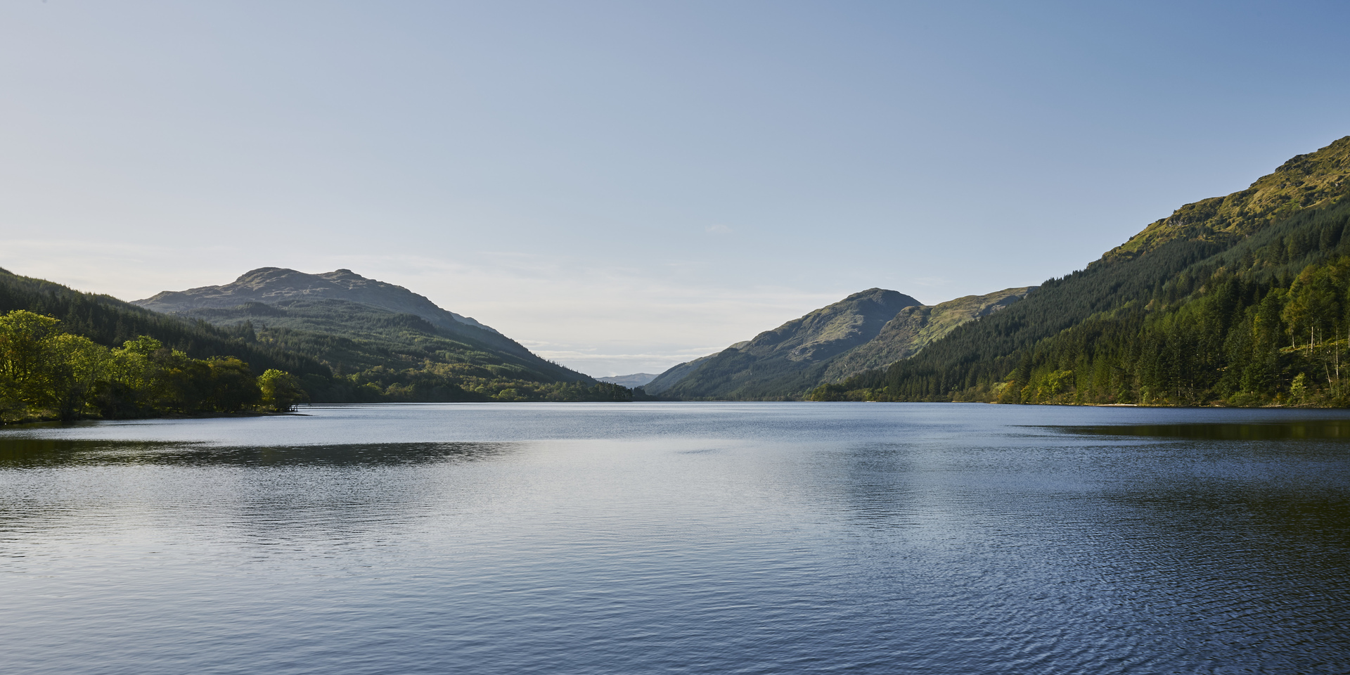 Drooping conifer branch