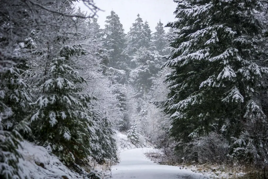 Snowy path with snow covered trees on either side.