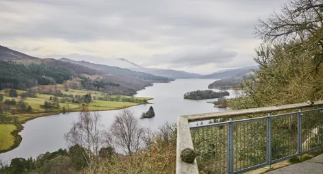 Drooping conifer branch