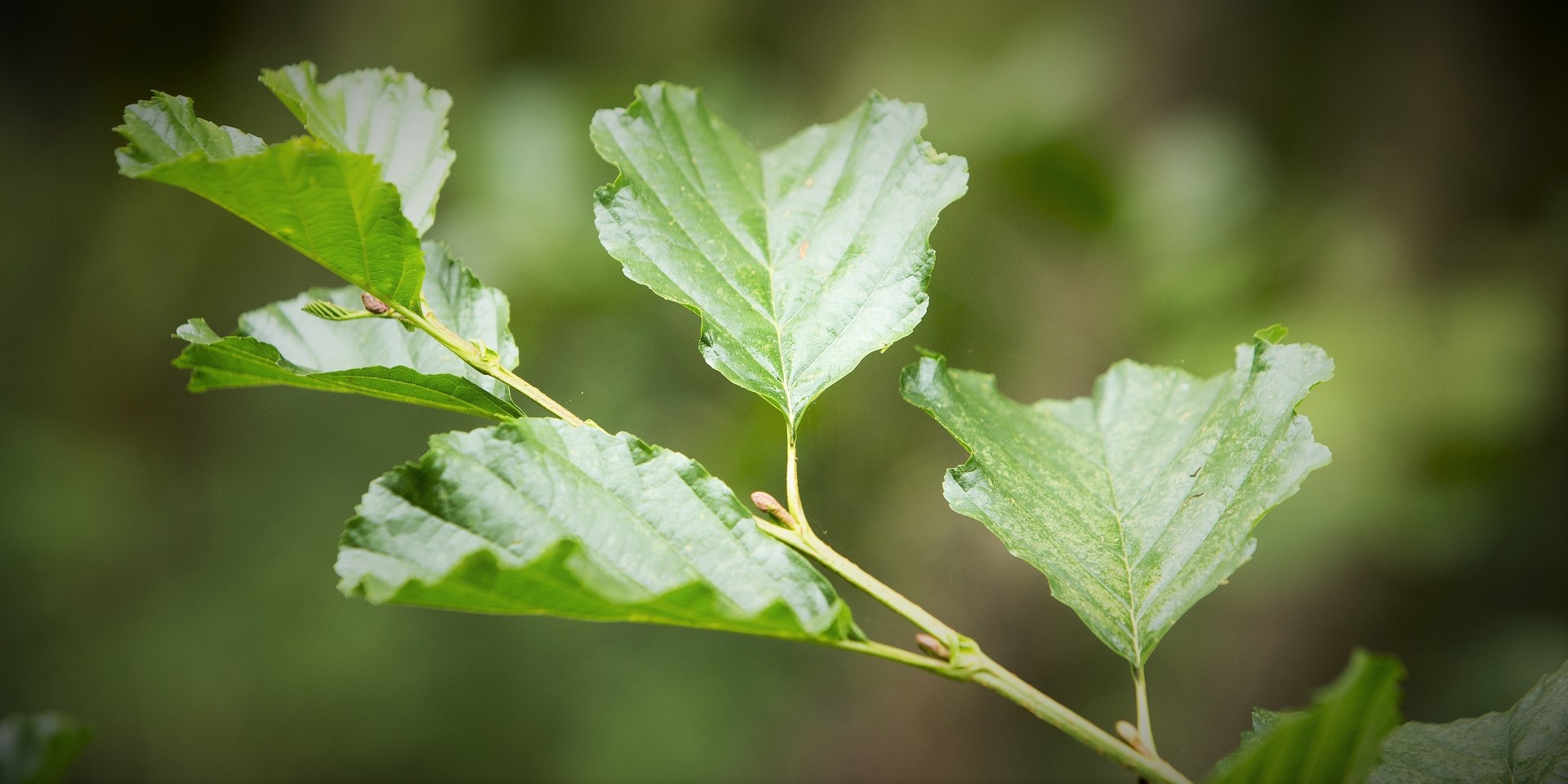 Drooping conifer branch