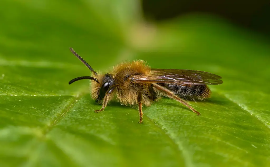 Female chocolate mining bee Andrena scotica resting on sycamore leaf.
