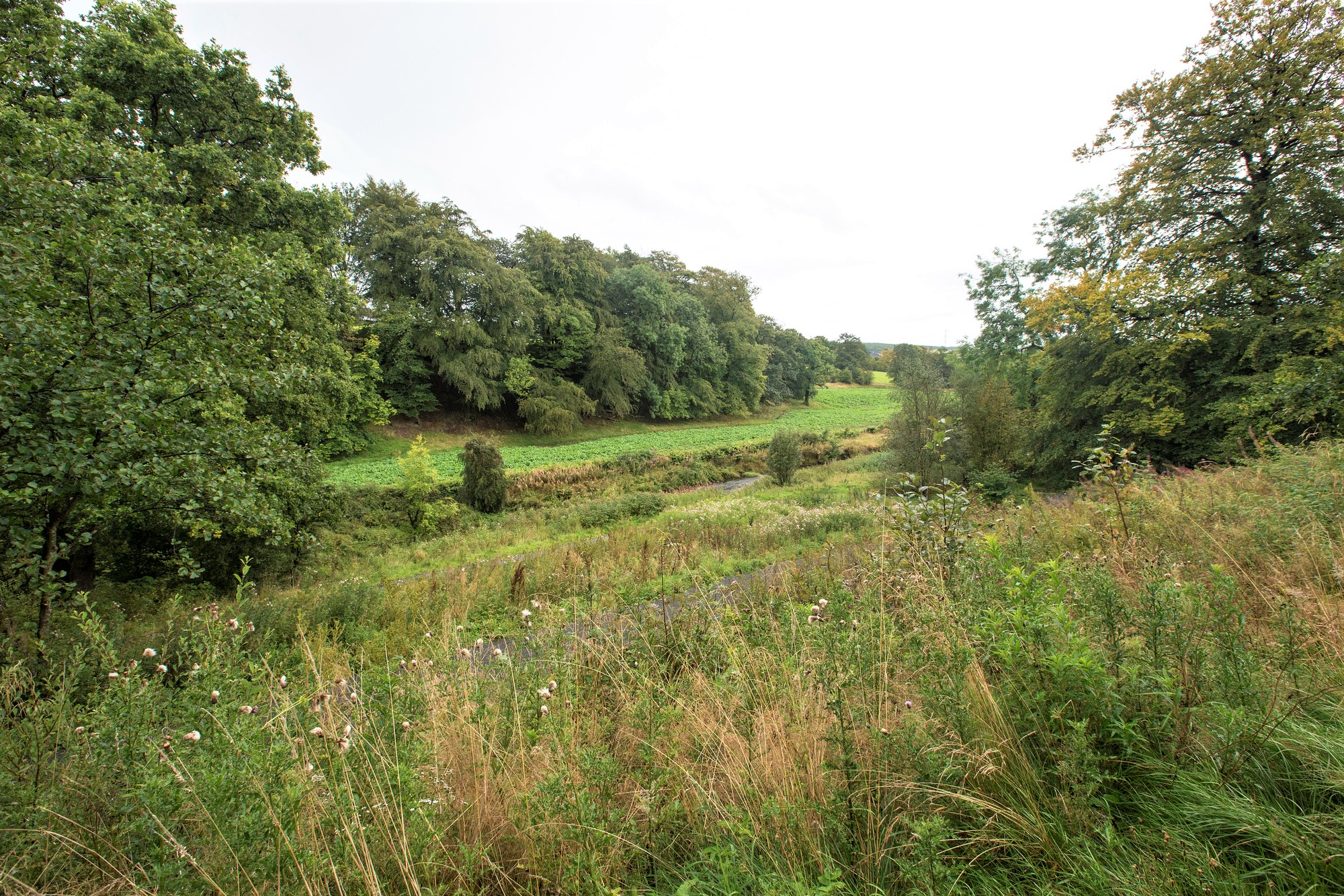 Drooping conifer branch