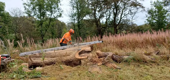 A person in hi-vis cutting a downed tree