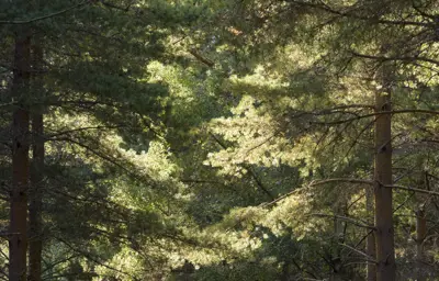 Trees with sunlight on their branches.