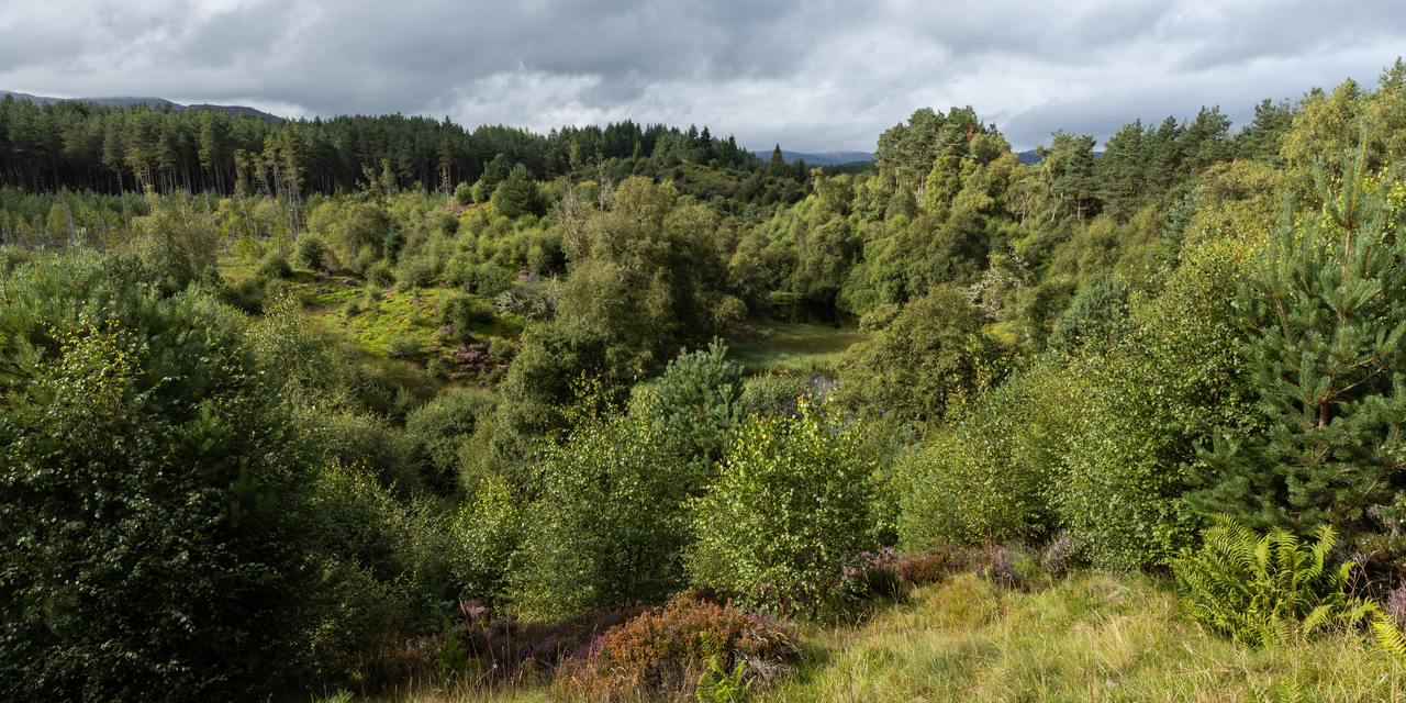 Drooping conifer branch