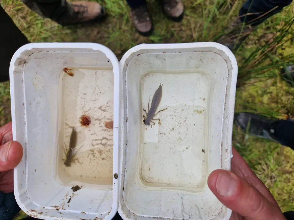 A white tray with bugs in it