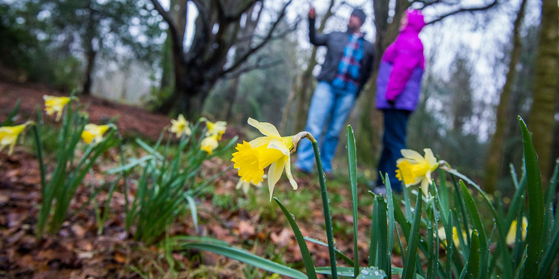 Close up of tree bark