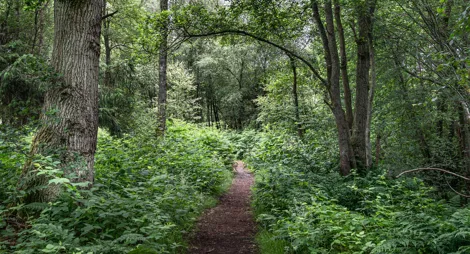Drooping conifer branch