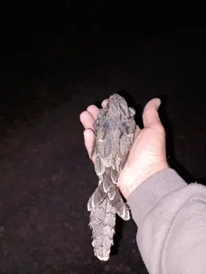 Small bird sitting in a human hand
