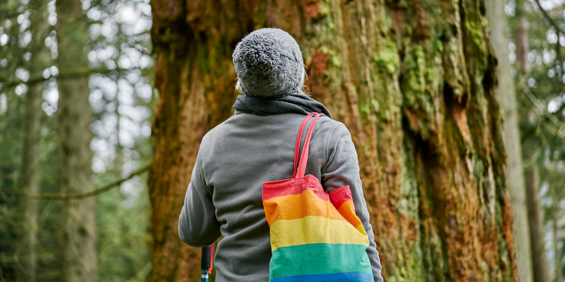 Drooping conifer branch