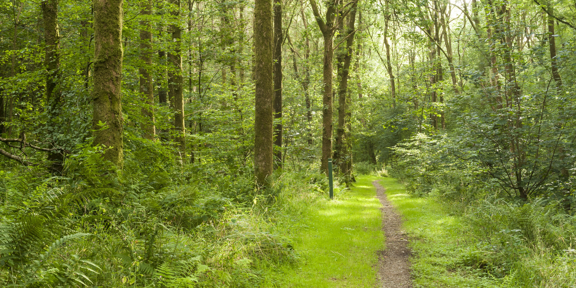 Drooping conifer branch