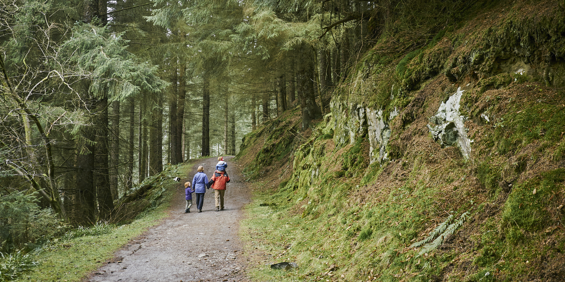 Drooping conifer branch