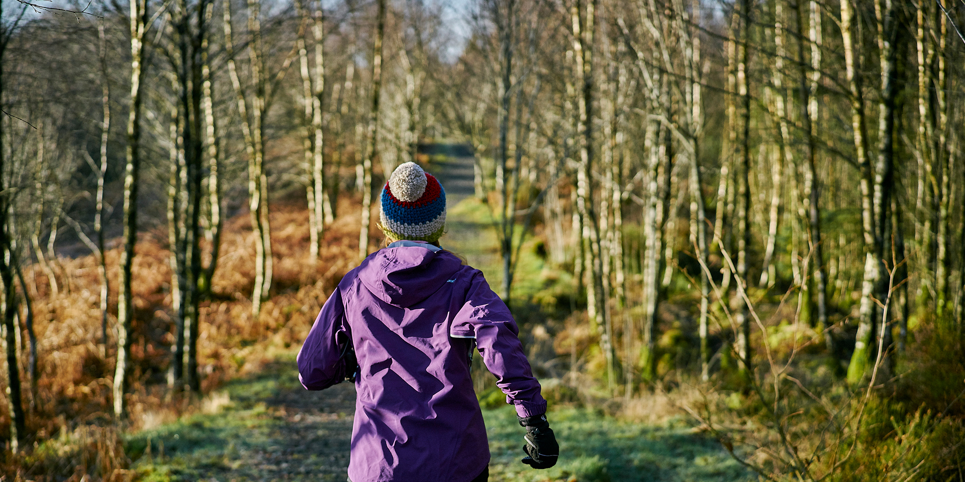 Drooping conifer branch