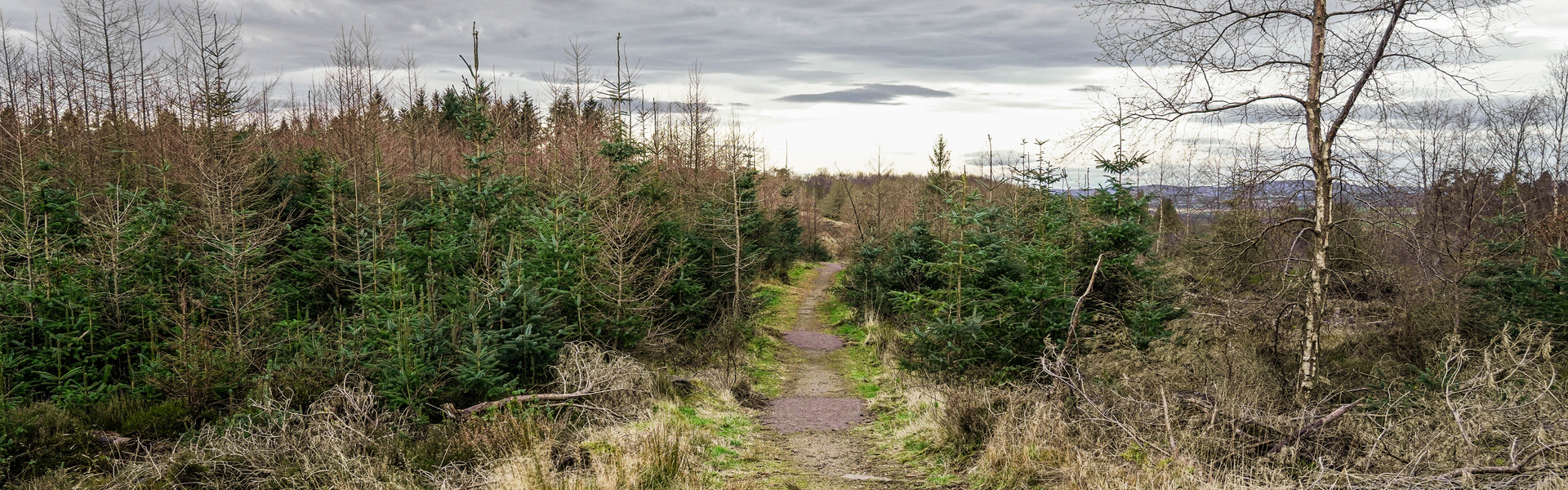 Drooping conifer branch
