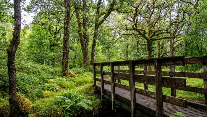 Footbridge in a green forest.