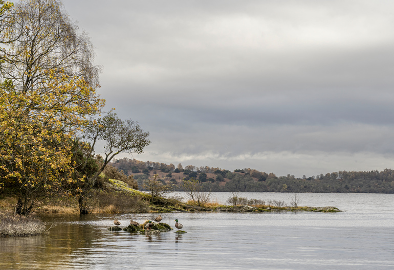 Ducks on a rock near a autumn shoreline