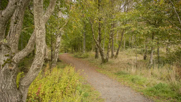 Path through some broadleaved trees.