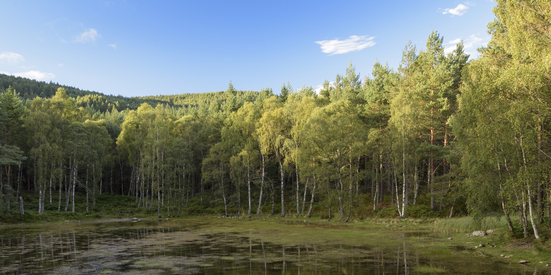 Close up of tree bark