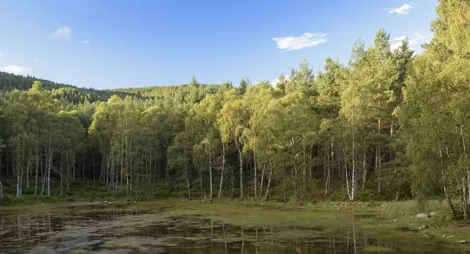 Drooping conifer branch