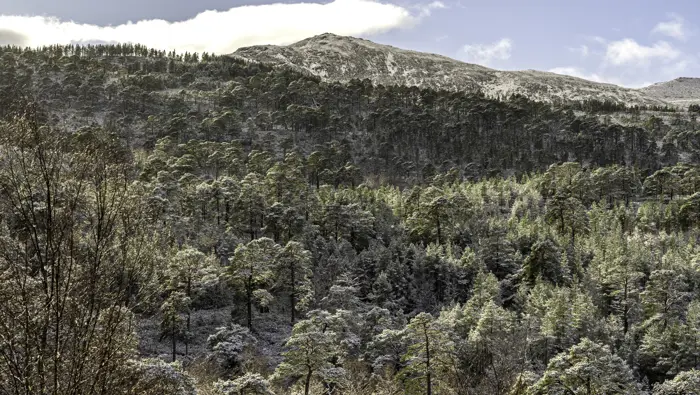 Trees with mountain in the background in winter.