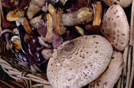 Assorted mushrooms in a basket.