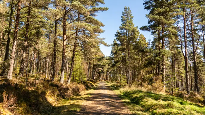 Path through a forest.