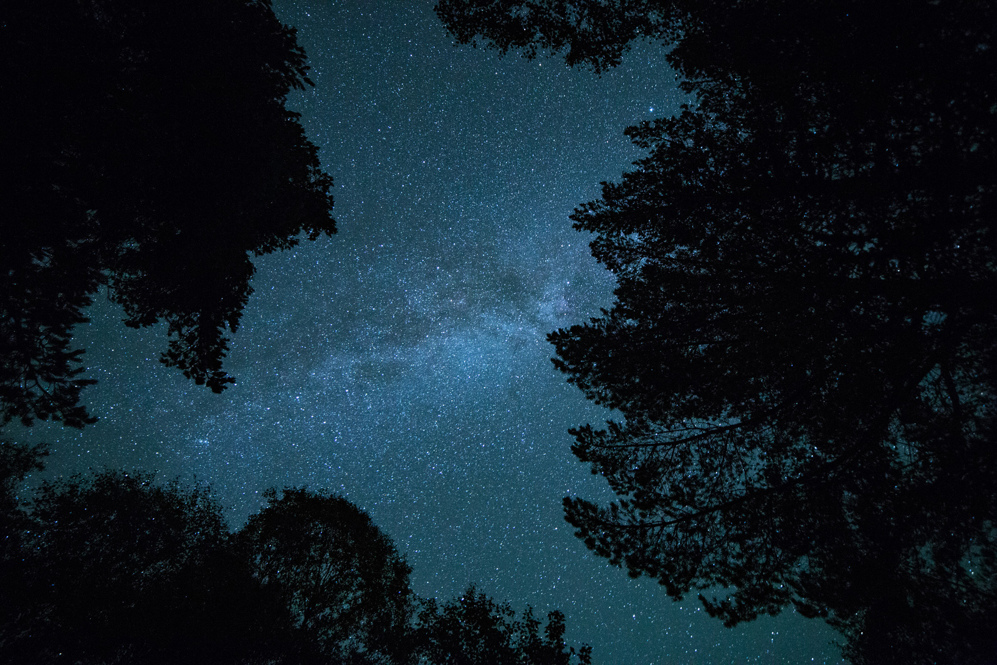 Looking up through the tree canopy to the milky way and a sky full of stars.