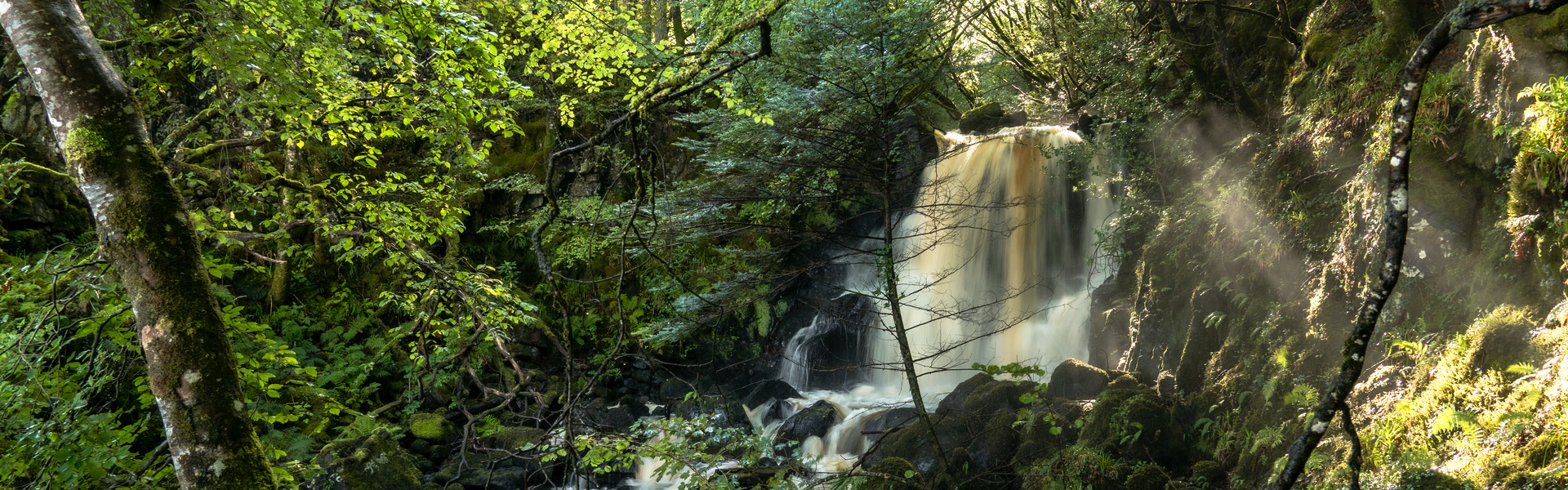 Close up of tree bark