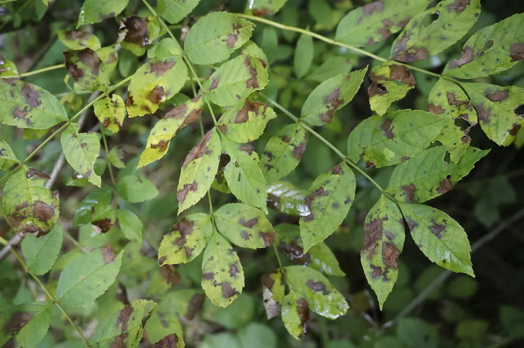 Diseased ash leaves.